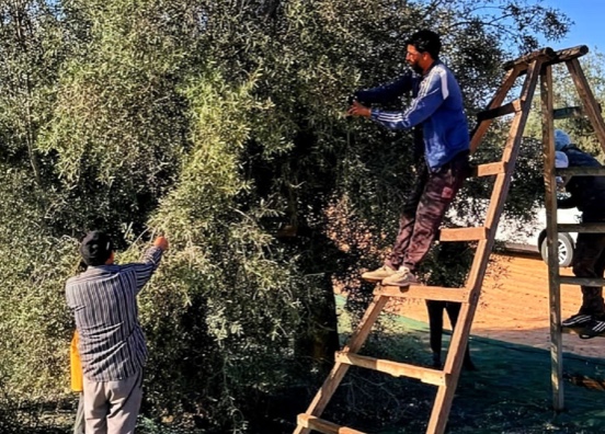 Almazaras tunecinas crean una marca para visibilizar el aceite de oliva en el exterior