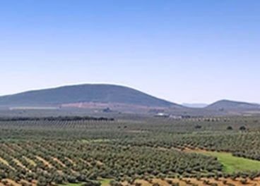 Olivar de la DOP Antequera