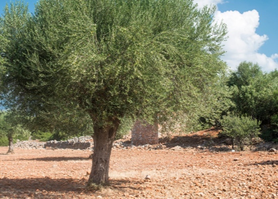 Interóleo reivindica el papel del olivar frente a la desertificación 