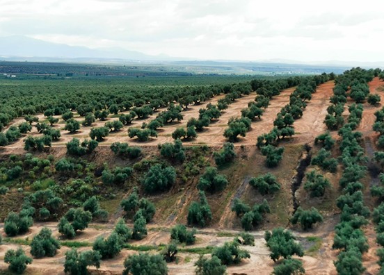 Olivar tradicional andaluz