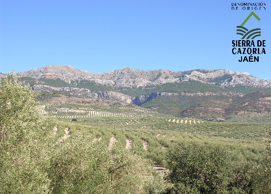 Paisaje olivar 