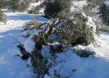 Daños en olivar por nieve