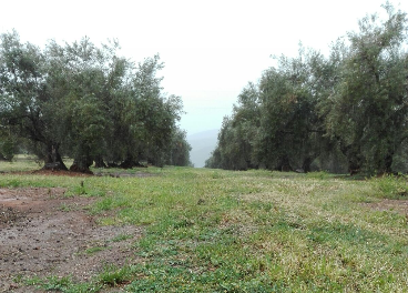 Olivar enproducción integrada