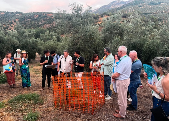 LivingSoiLL muestra innovaciones para mejorar la salud del suelo del olivar