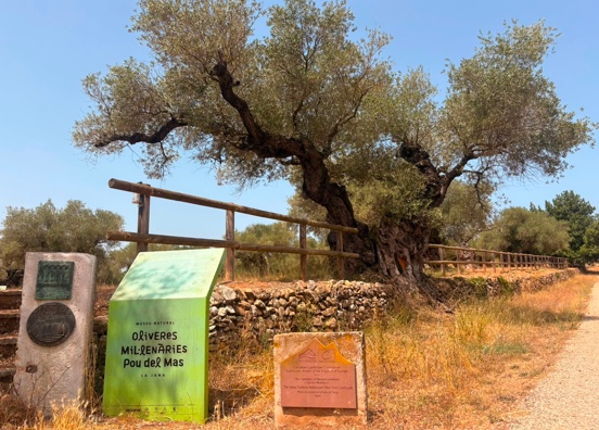La Generalitat Valenciana edita un catálogo de olivos milenarios