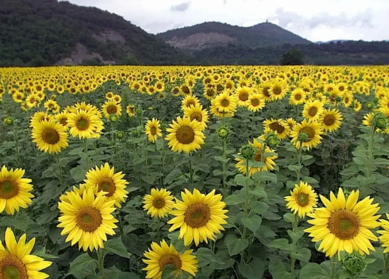 Campo de girasoles en Aragón