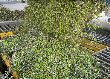Entrada aceituna temprana