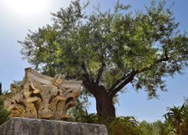 El sector del olivar, fuente de riqueza en Jordania.
