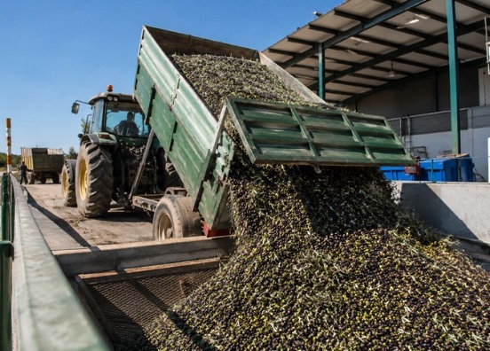 Reclaman la derogación del decreto de trazabilidad para el transporte de aceitunas  