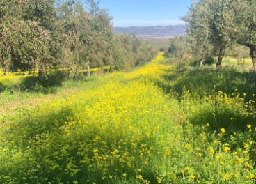 Olivar ecológico