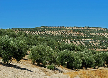 Olivar en Baeza