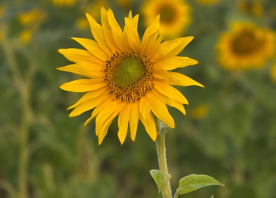 Andalucía impulsa el cultivo del girasol con un 30% más de superficie 