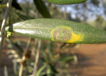 Hoja afectada de repilo