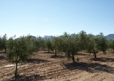 Variedades de olivo plantas en el Centro de Demostración Agraria 