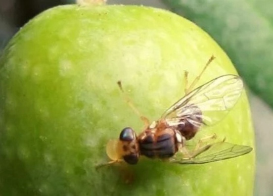 Manejo integrado del olivar para combatir la mosca del olivo 