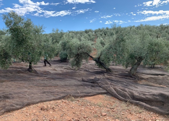 Gestión integrada del olivar para contener la verticilosis
