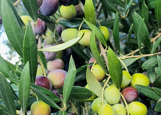 Aceituna Arbequina