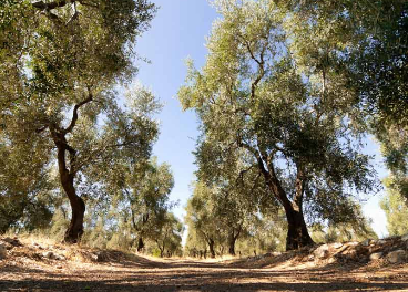 olivos en Puglia, Italia
