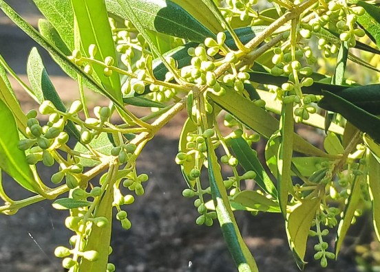 Olivo en flor