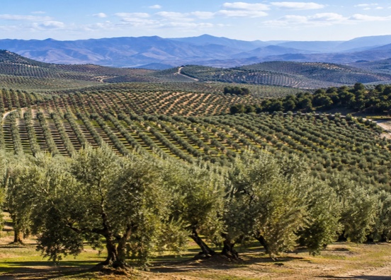Las DOPs e IGPs refuerzan el desarrollo rural y ayudan a preservar el territorio