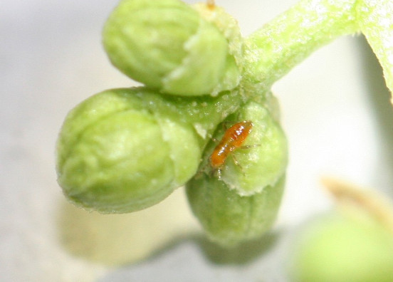 Polilla del Olivo