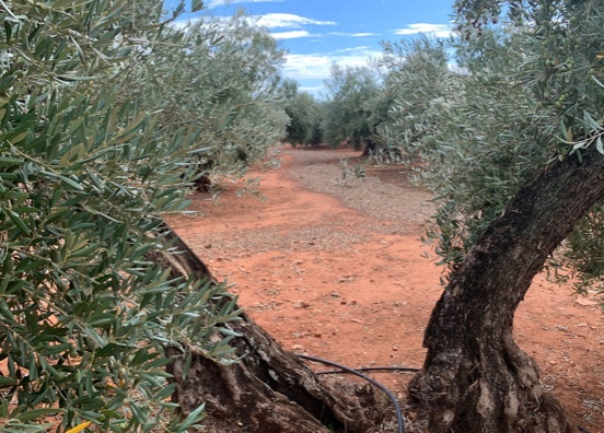 El olivar, un aliado clave para un futuro más sostenible 