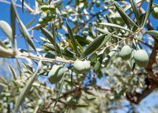 Extremadura prepara un plan para modernizar 300.000 ha de regadío  