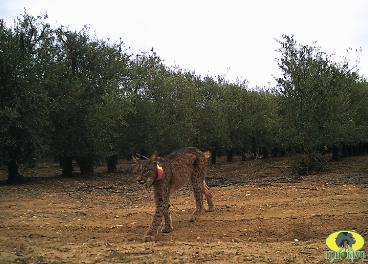 Lince entre olivos