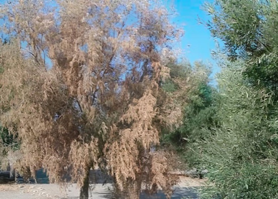 Identifican la clave genética de la cepa más agresiva de Verticillium en el olivo 