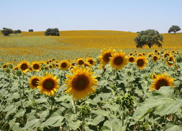 Siembras de girasol