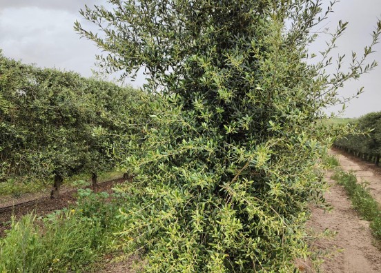 Olivo cargado de flor