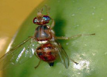 Mosca del olivo