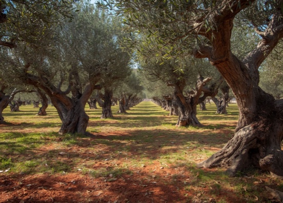 La Comunitat Valenciana moviliza 124 M€ para el campo 