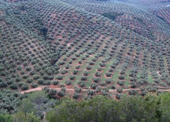 El IFAPA refuerza la formación en producción integrada de olivar  