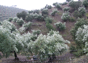Nevadillo Blanco, Axarquía