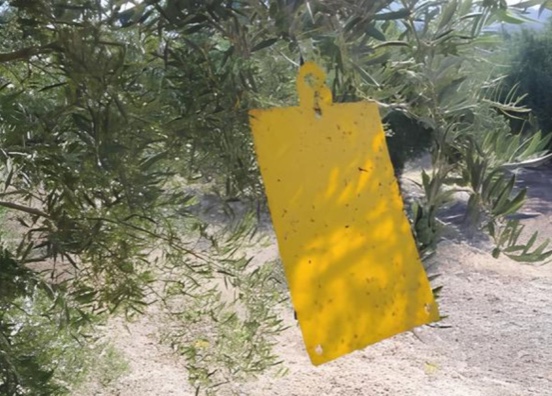 La DOP Sierra Mágina vuelve a reforzar el control de la mosca del olivo