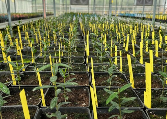 Plantas de semilla del programa de mejora de olivo en invernadero.