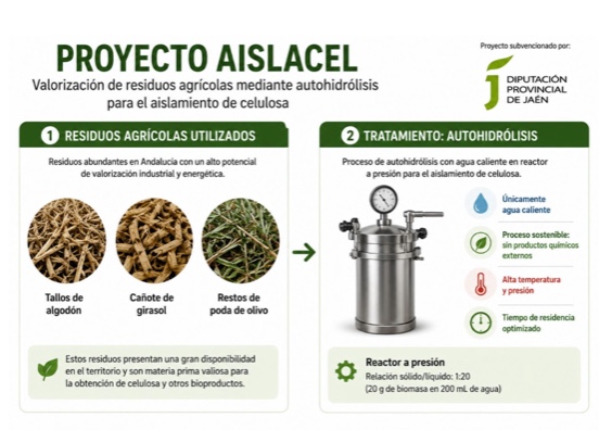  El proyecto Aislacel convierte residuos del olivar en celulosa 
