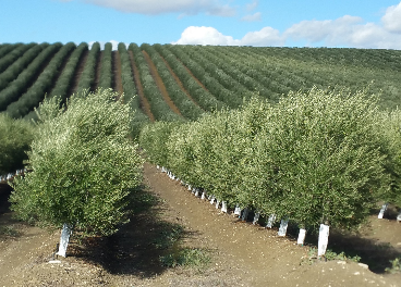 Olivar en seto