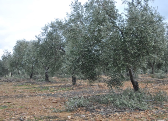 CLM plantea transformar hasta 9.000 ha de olivar en regadío en el Campo de Montiel 