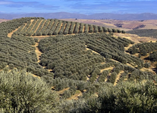 Turquía refueza la imagen de marca de sus aceites de oliva