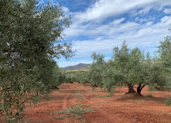 AEMO alerta de que gran parte del olivar español produce ya por debajo de costes