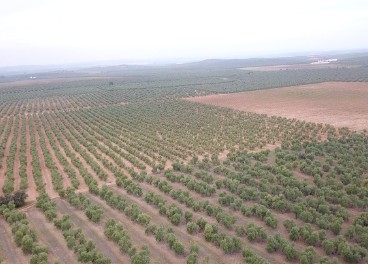 Las ayudas al olivar andaluz se duplicarán hasta llegar a los 40MM€ 
