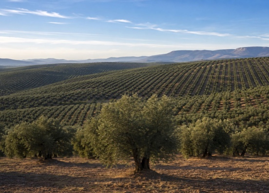 La IA ayudará en la predicción de las cosechas del olivar mediterráneo 