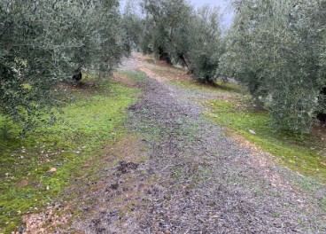 El olivar andaluz, el mejor cultivo contra el cambio climático