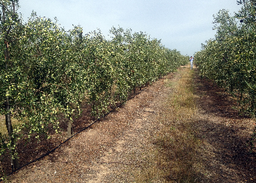 Plantación de Manzanillo en Almadragueira