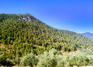 Paisaje de Olivar