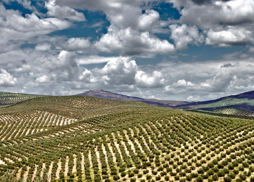 A nivel comunitario la producción podría rondar los 2,1 millones de toneladas.