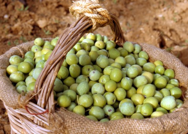 Aceituna aloreña