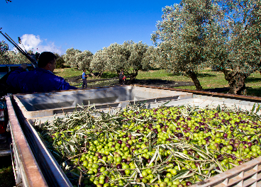 recogida de aceitunas